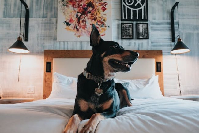 מלונות ידידותיים לכלבים: 6 מלונות למשפחות עם ילדים בפינלנד שישמחו לקבל את חיית המחמד שלכם